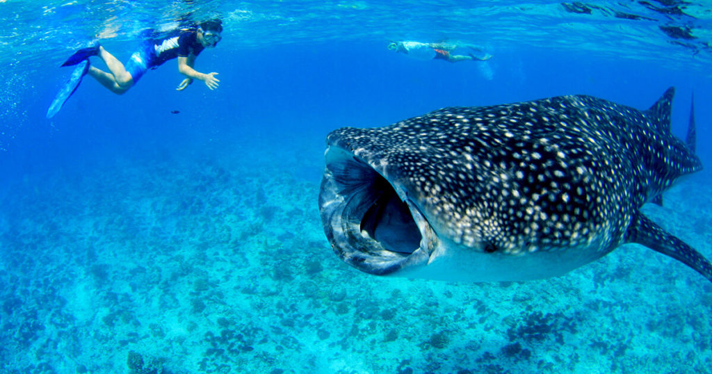 Sun Island is one of the Best Places to Swim With Whale Sharks in the Maldives