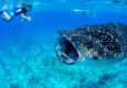 Swim With Whale Sharks in the Maldives
