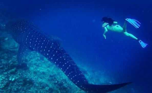 Angafaru is one of the Best Places to Swim With Whale Sharks in the Maldives