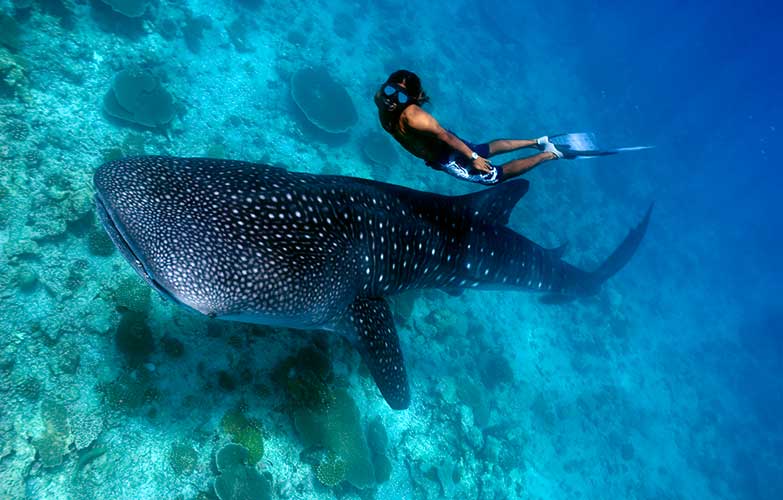Maamigilibeyru is one the Best Places to Swim With Whale Sharks in the Maldives