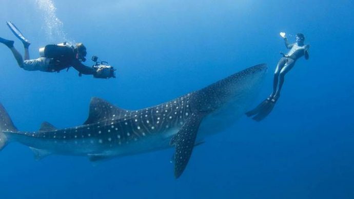 Hanifaru Bay is one of the Best Places to Swim With Whale Sharks in the Maldives