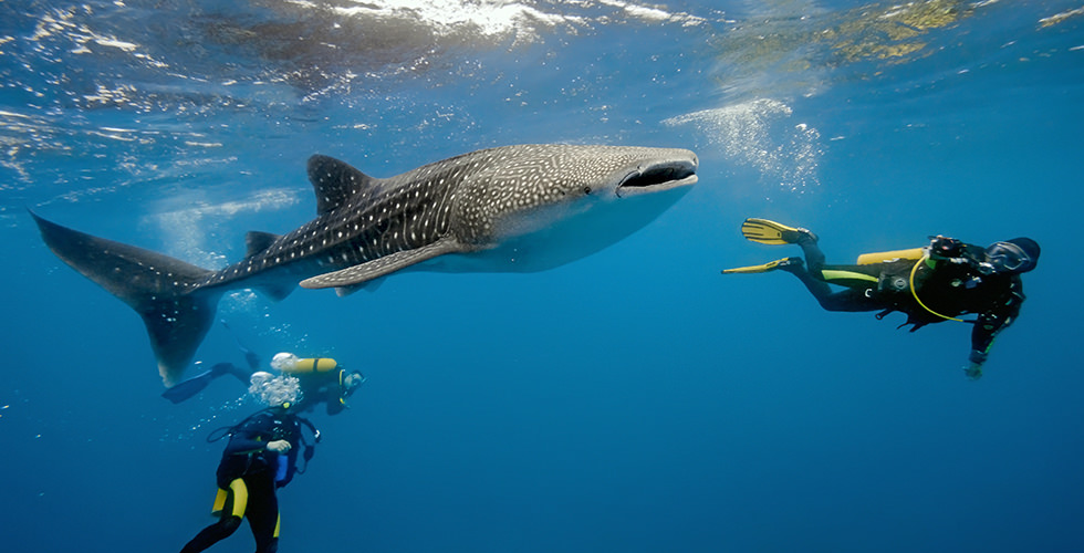 North Male Atoll whale shark point is one of the Best Places to Swim With Whale Sharks in the Maldives