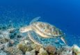 Things to do in Maldives: Maldives Turtle Rehabilitation Program