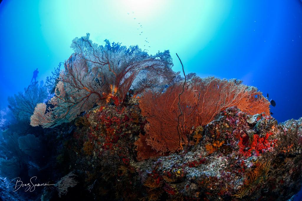 Fuvahmulah Reef