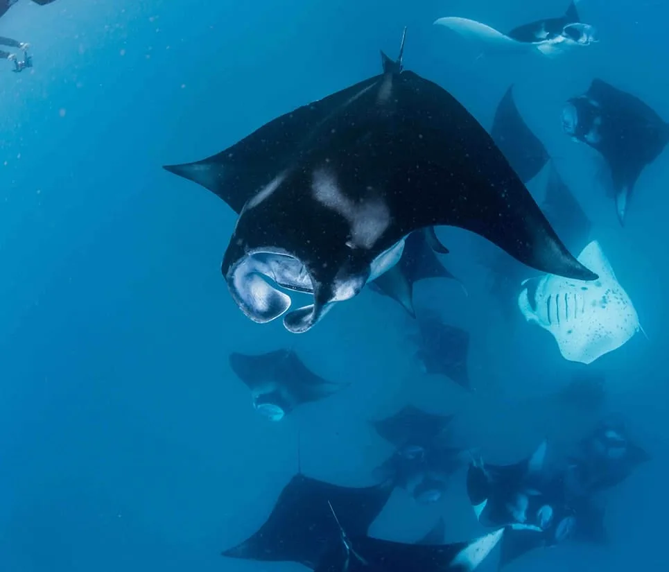 Manta rays in Maldives. Oceanic manta ray spotted in Fushifaru thila