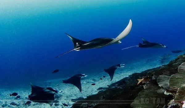 Manta rays in Maldives