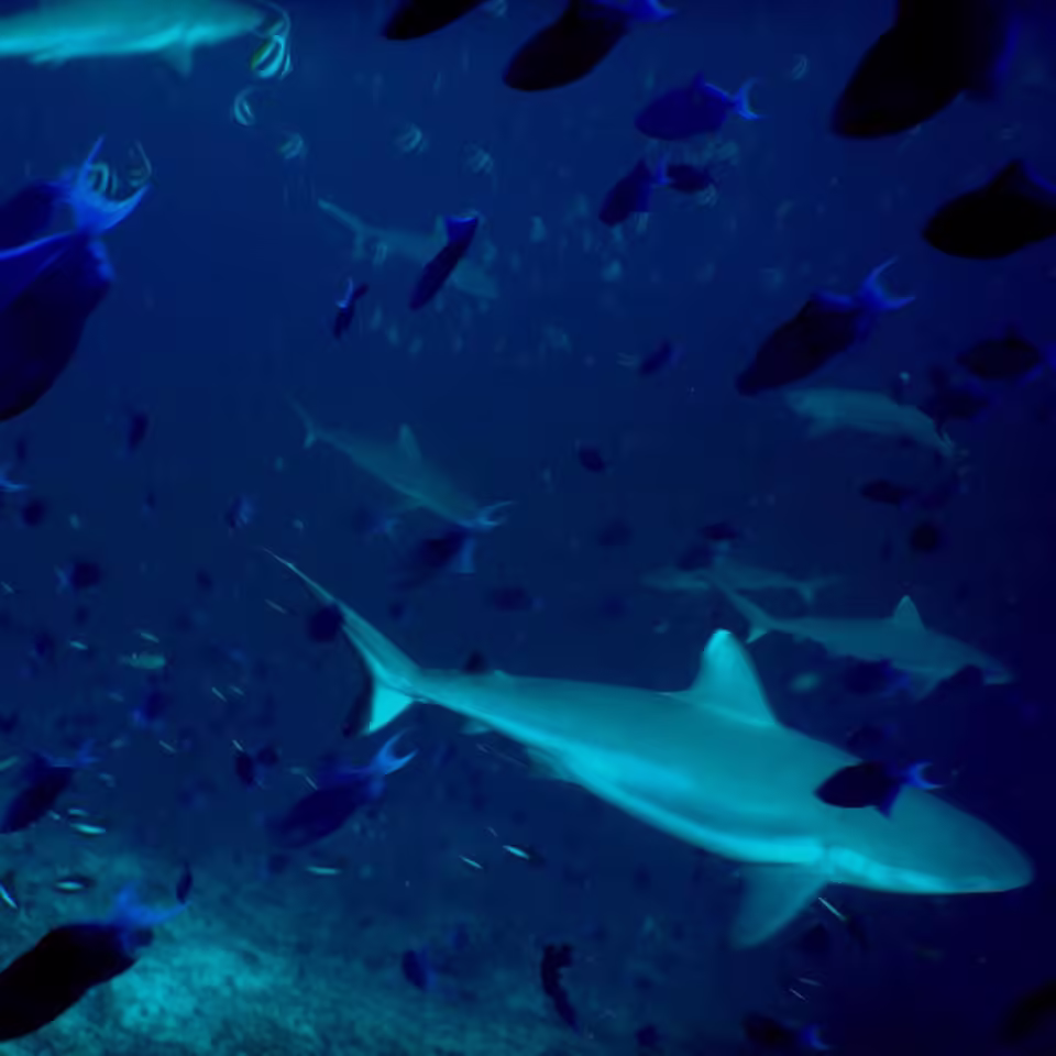 Kandooma Thila dive tours from Maafushi