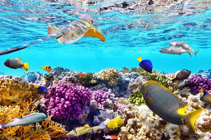Snorkeling in Maafushi