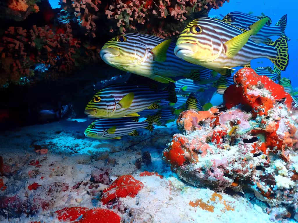 Diving at Guraidhoo Corner  tours from Maafushi